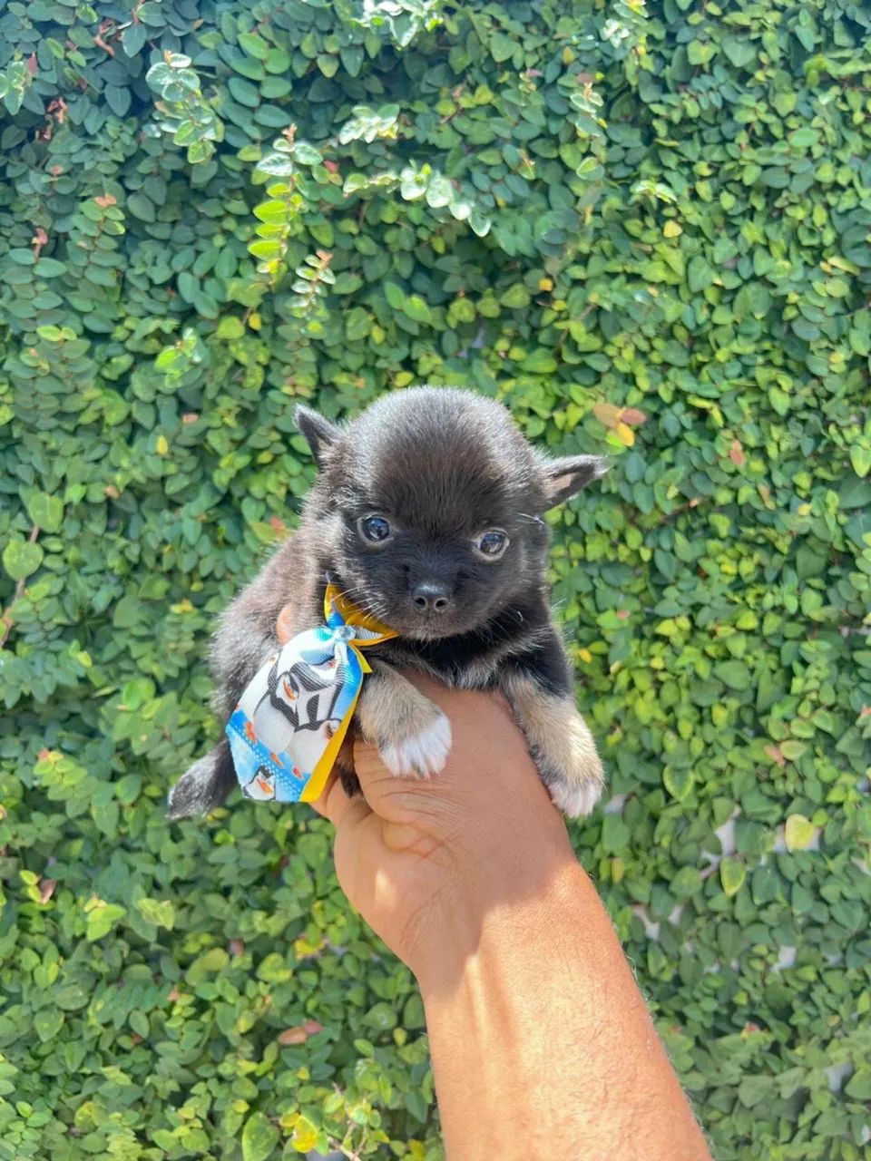 Chihuahua Black tan
