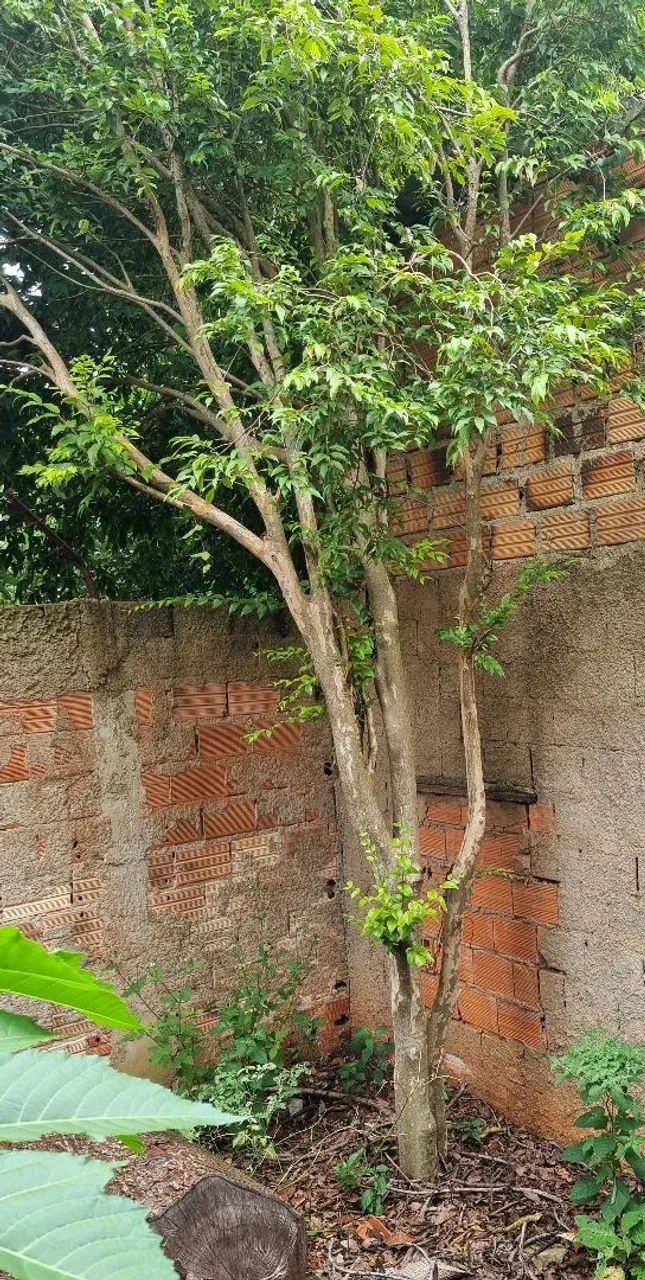 Pé de Jabuticaba na enxertado 4 metros