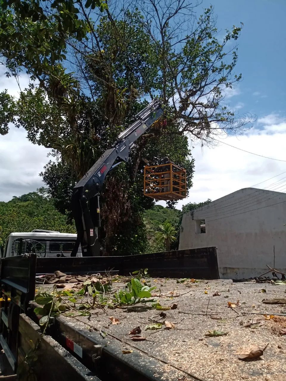 JPS Poda de Árvores  - Foto 4