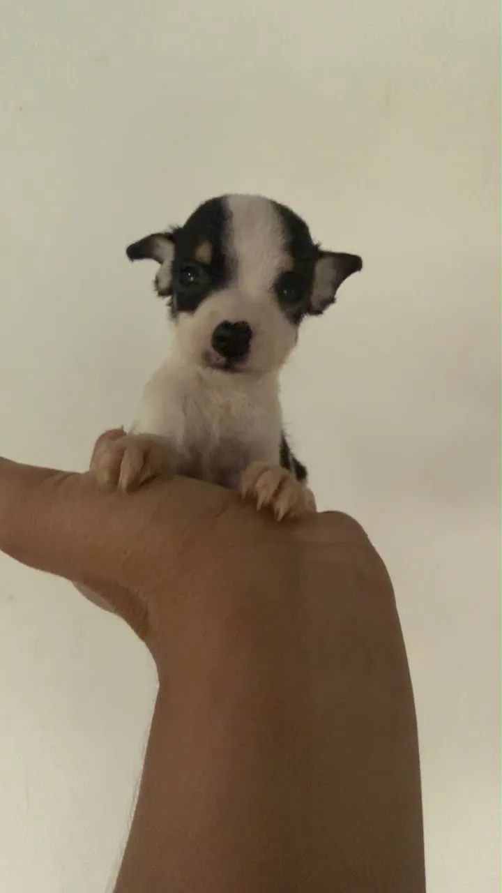 Pinscher zero Macho 