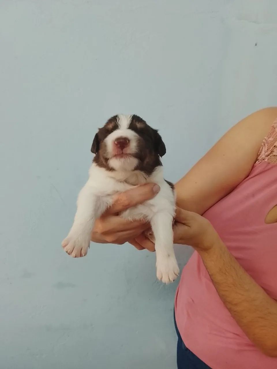 Border collie - Foto 4
