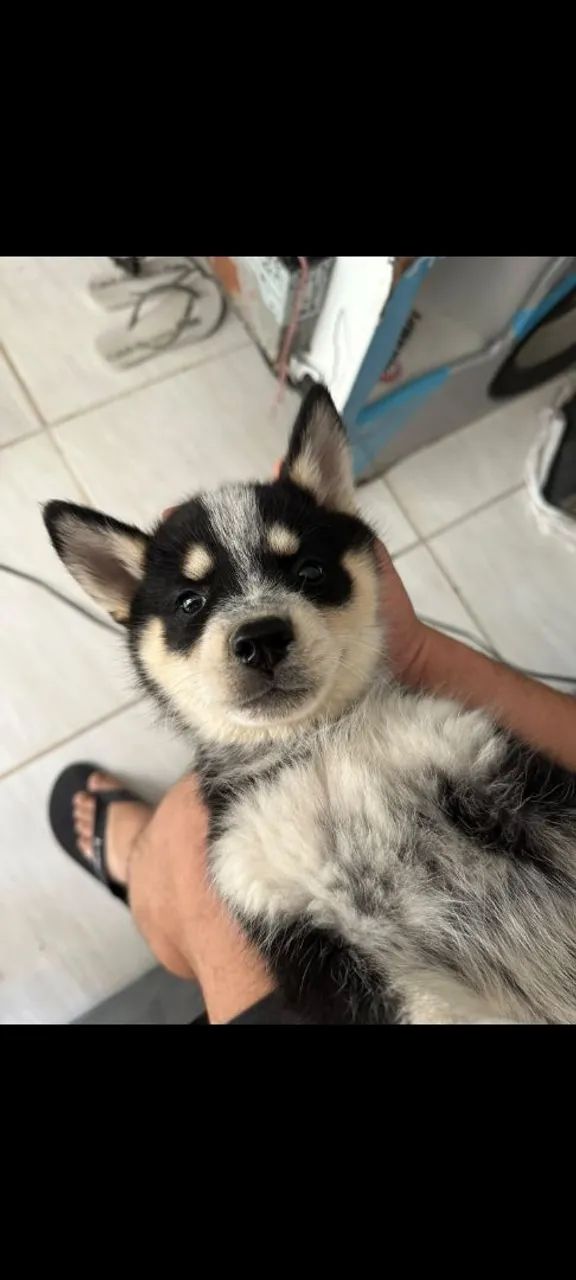 lindo husky macho