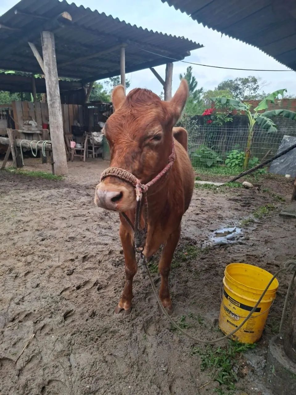 Vendo vaca  - Foto 2