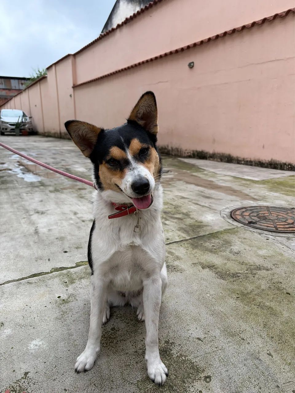 Doação de Cachorrinha - Foto 3