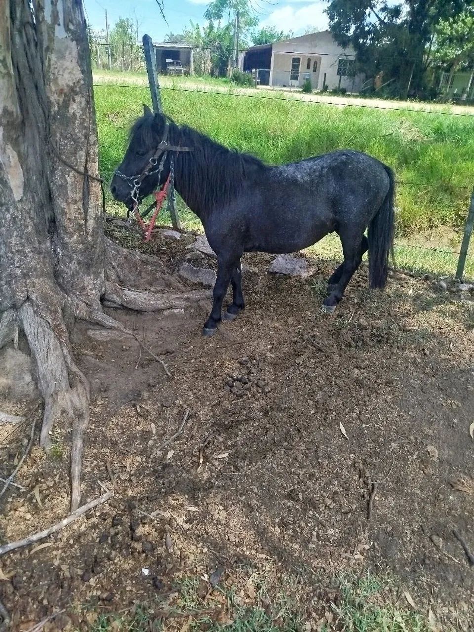 Lindo pônei domado whats * - Foto 3
