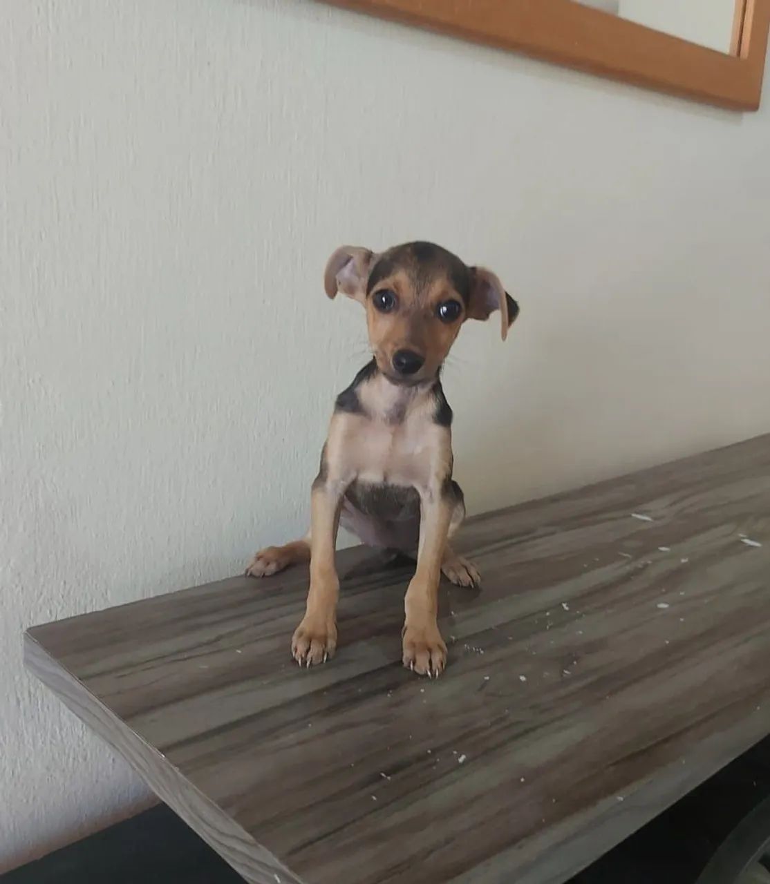 Pinscher (aceito cartão) - Foto 2