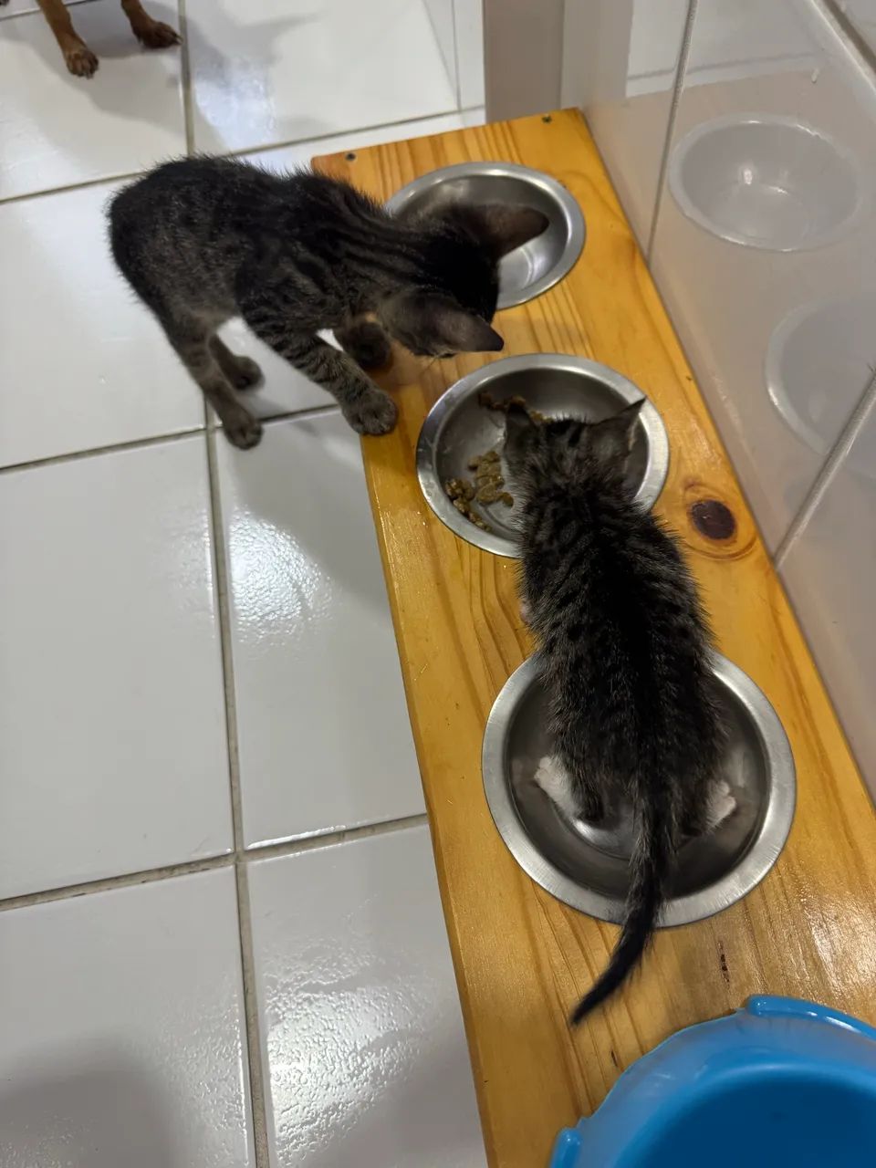 Lindos filhotes gato doação - Foto 4