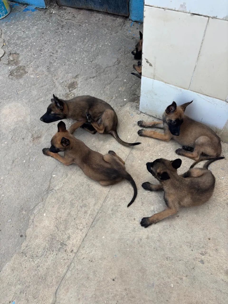 Vendo pastor malinois  - Foto 3