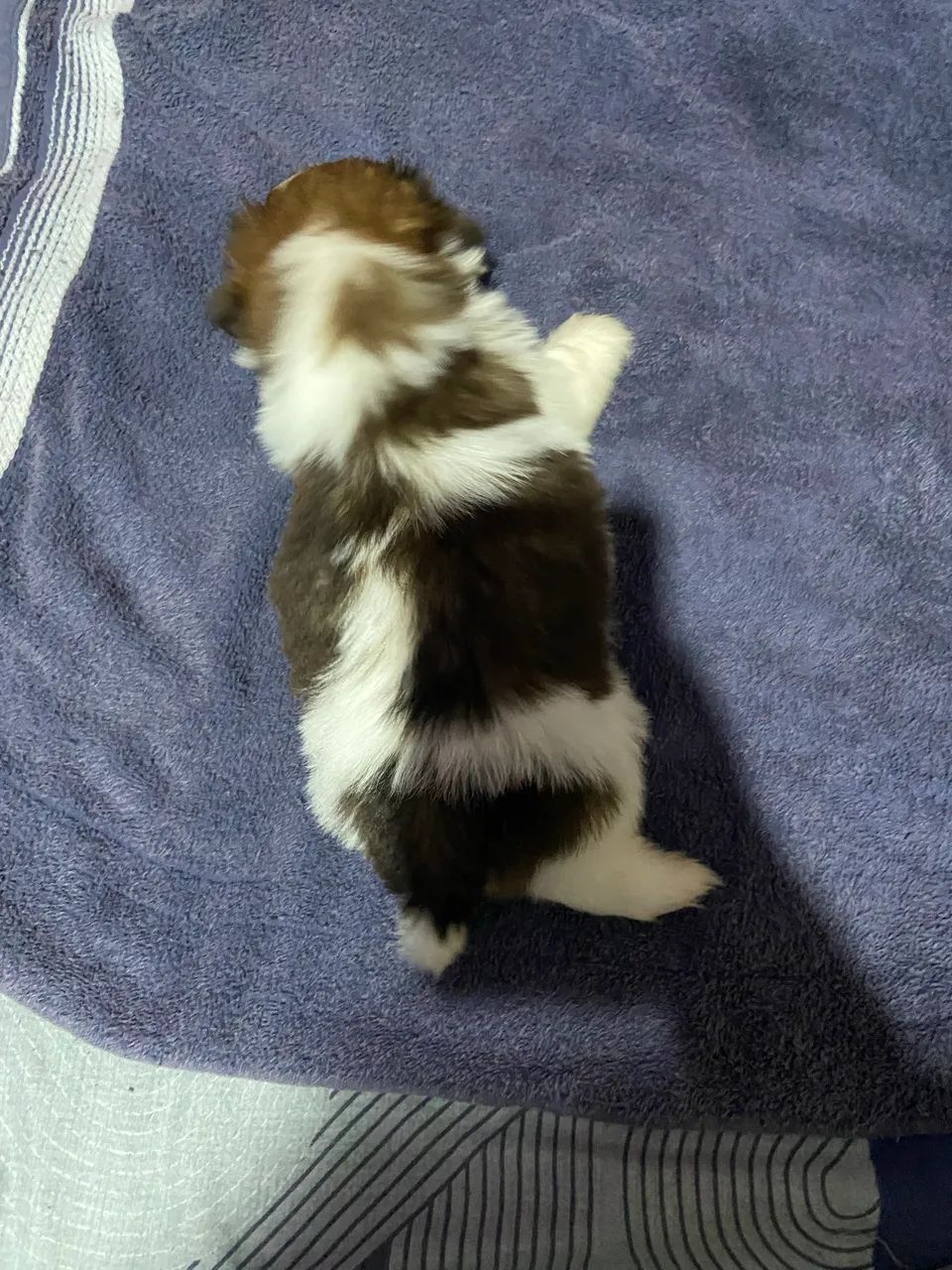 Shih tzu - Foto 5