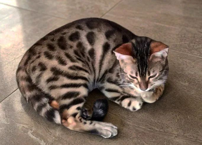 BENGAL c PEDIGREE - Foto 4
