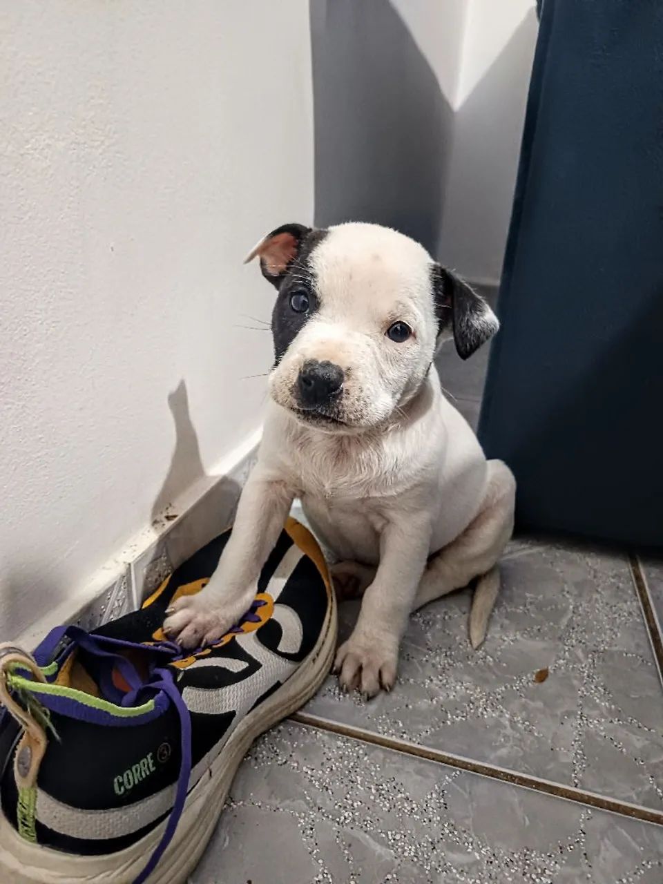 Fêmeas Pitbull  - Foto 2
