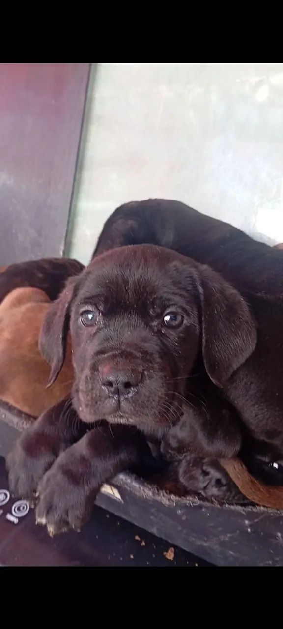 Filhotes CANE CORSO puros com 2 meses de idade  - Foto 3