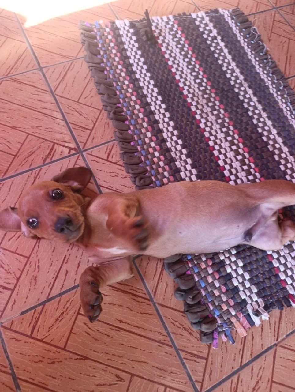 Animais de estimação  - Foto 4