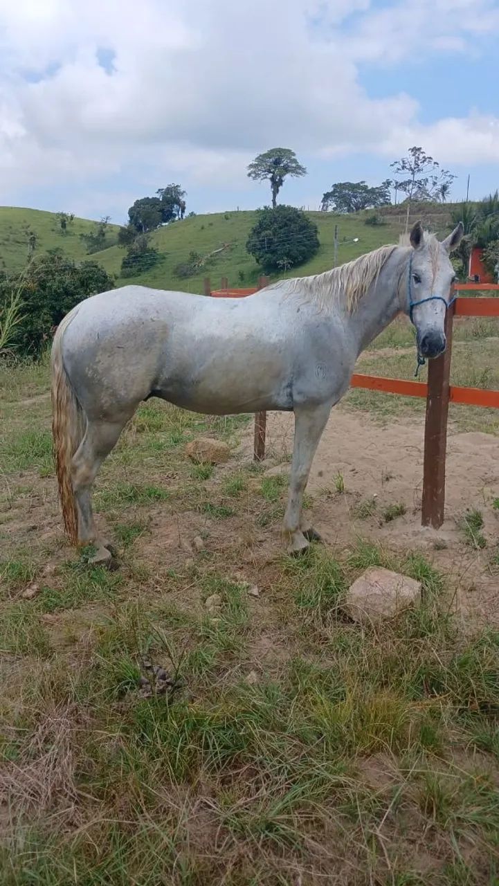 Vendo Neto do Elfo - Foto 3