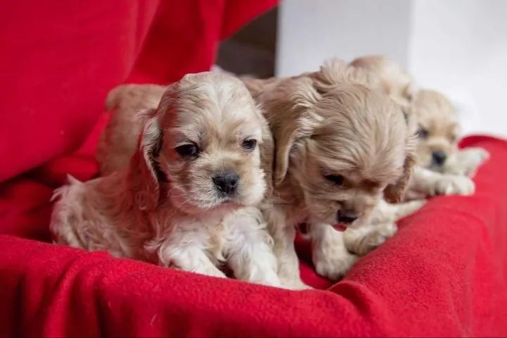 Cocker spaniel companheiro 