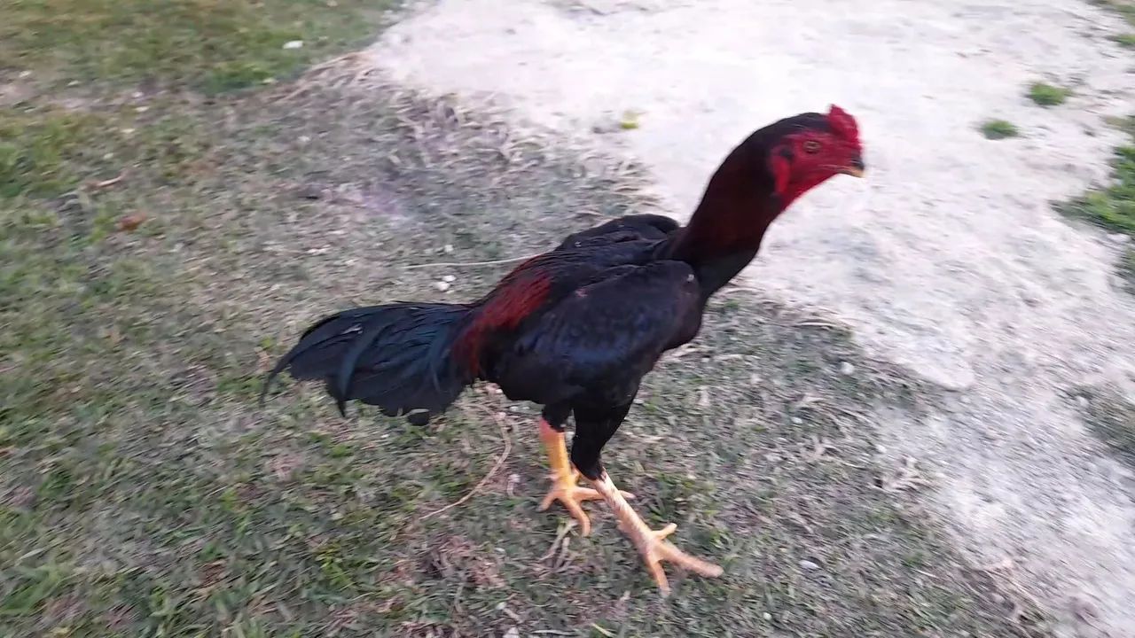 Frango índio  - Foto 3