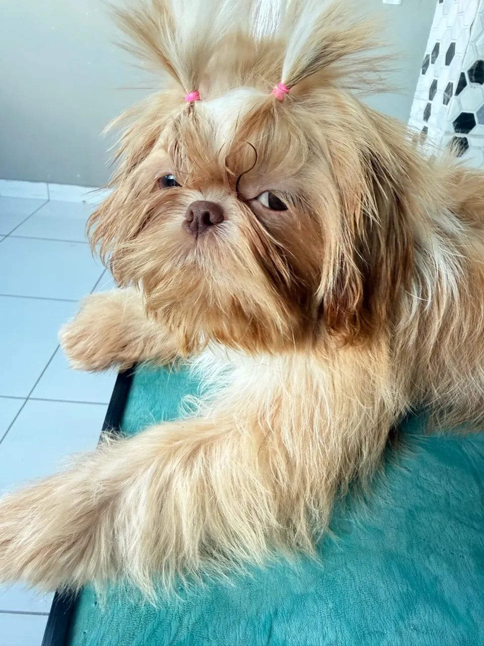 Animais