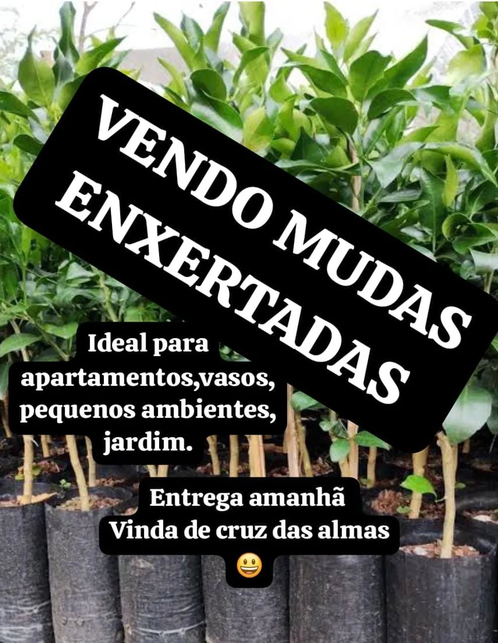 Muda ENXERTADA - Foto 2