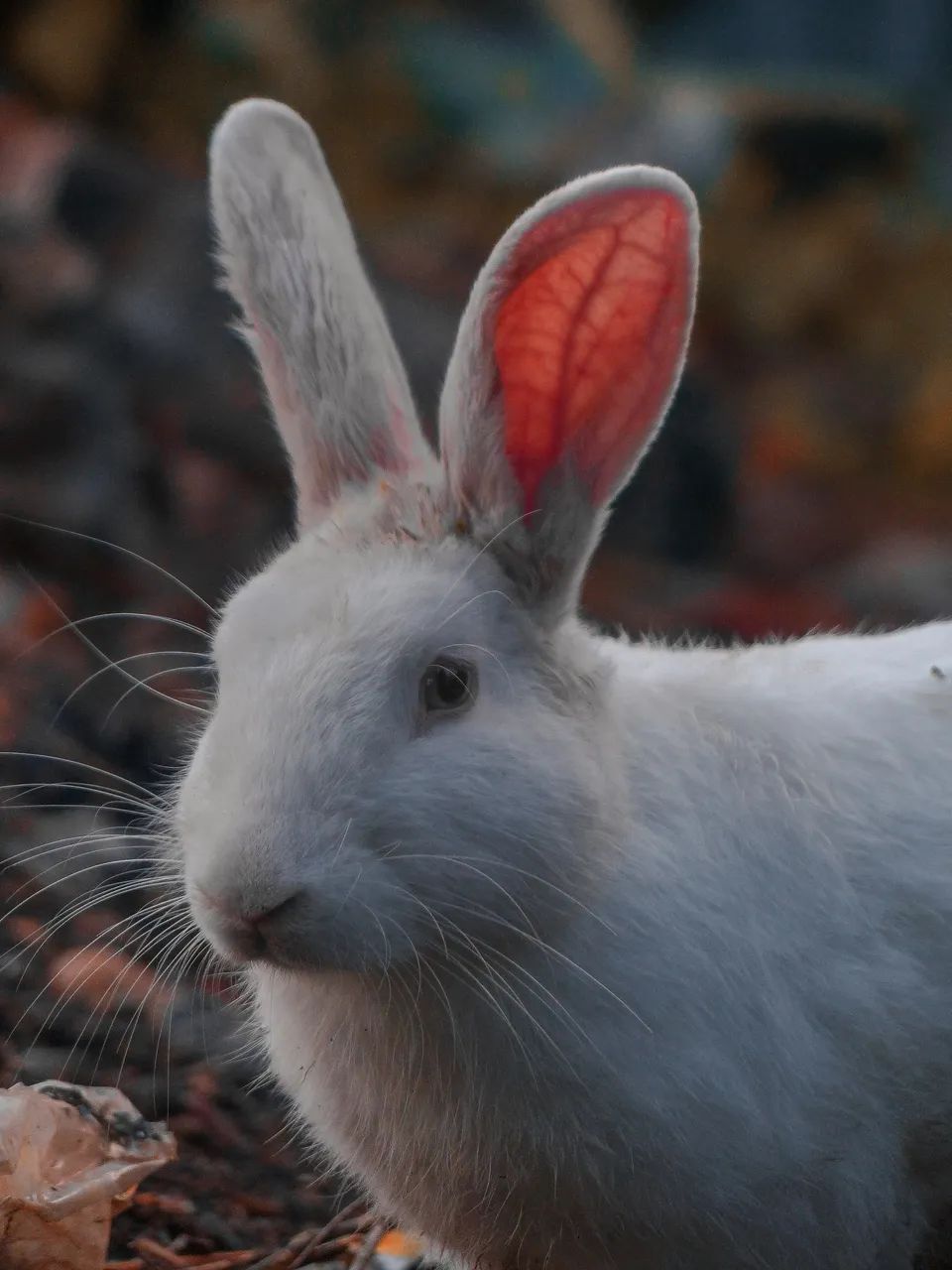  Camera digital Lumix FZ-200 - Foto 3