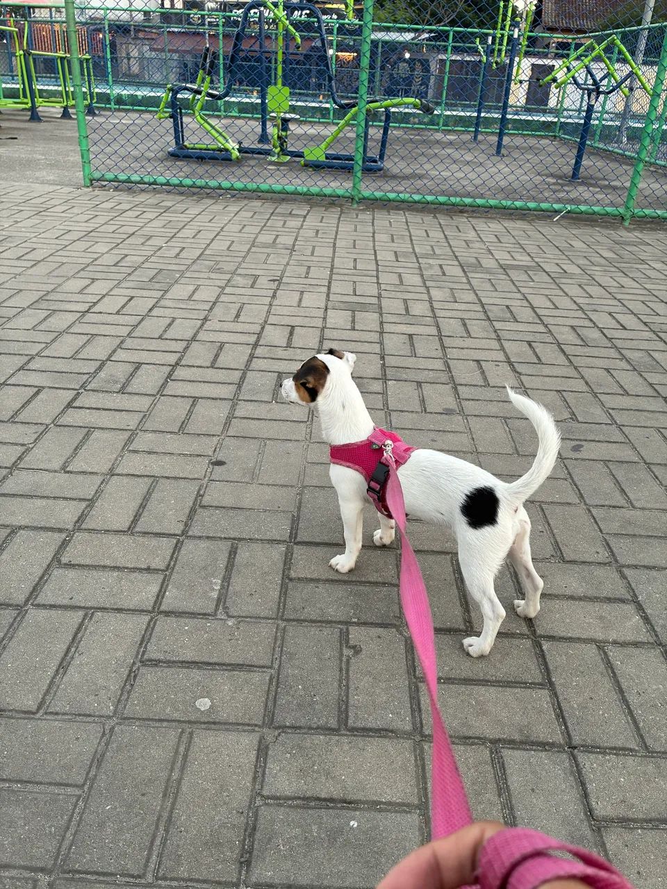 Vendo cão - Foto 5