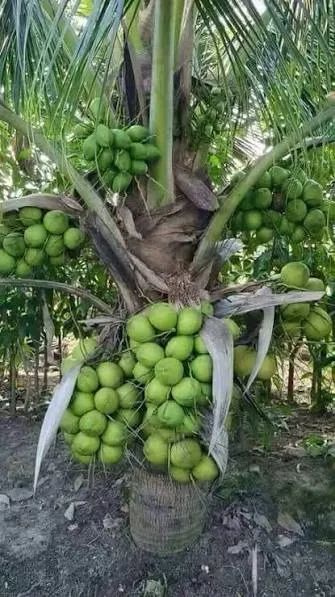 Mudas de coco anão