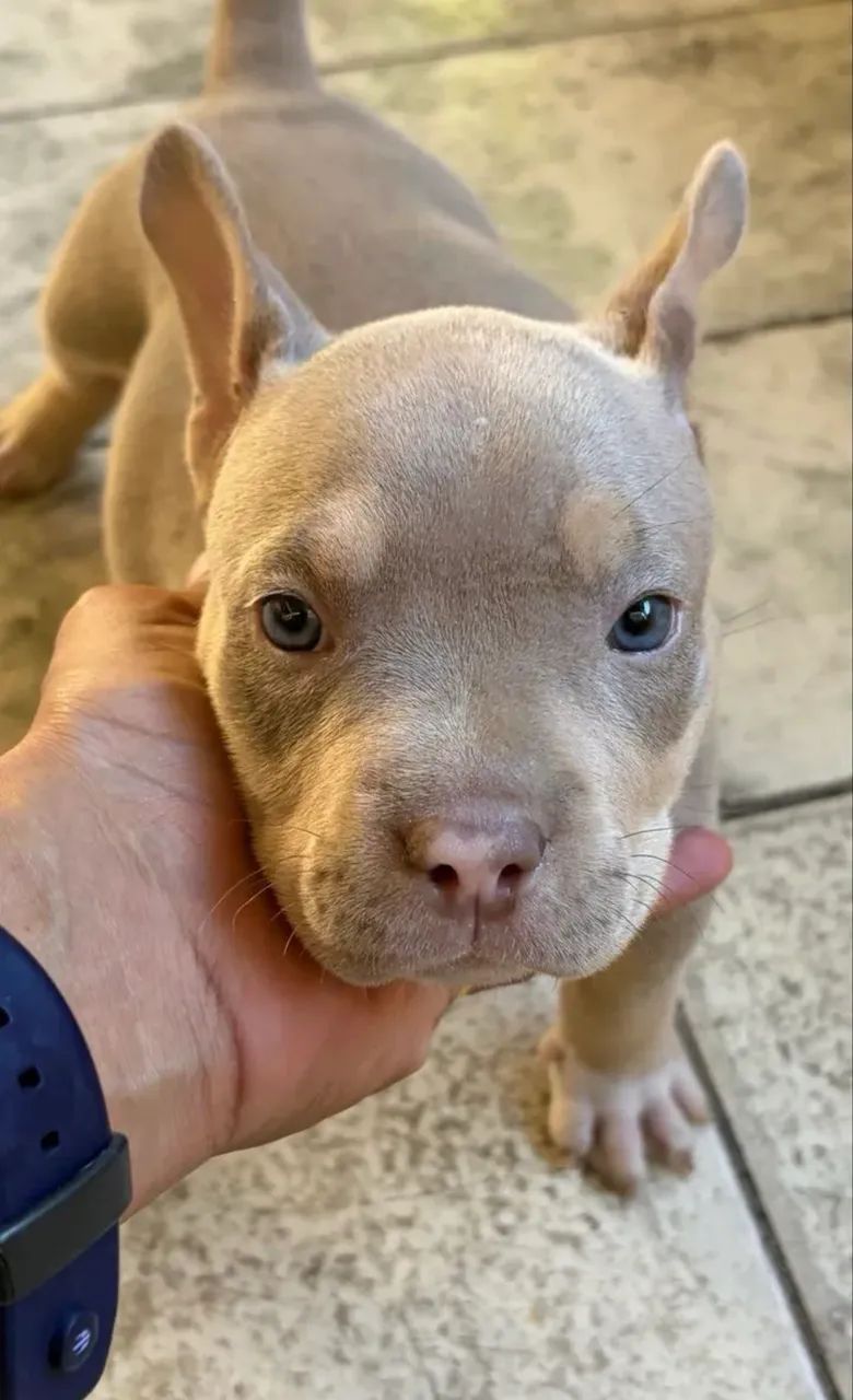 American bully  - Foto 2