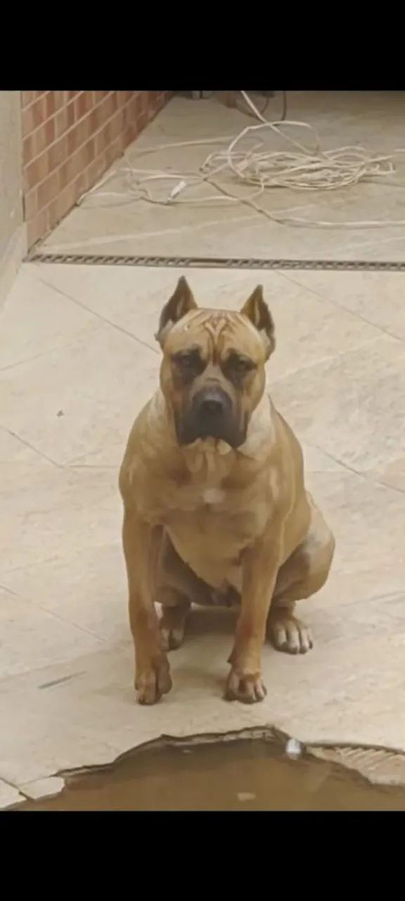 Filhote de cane corso  - Foto 2