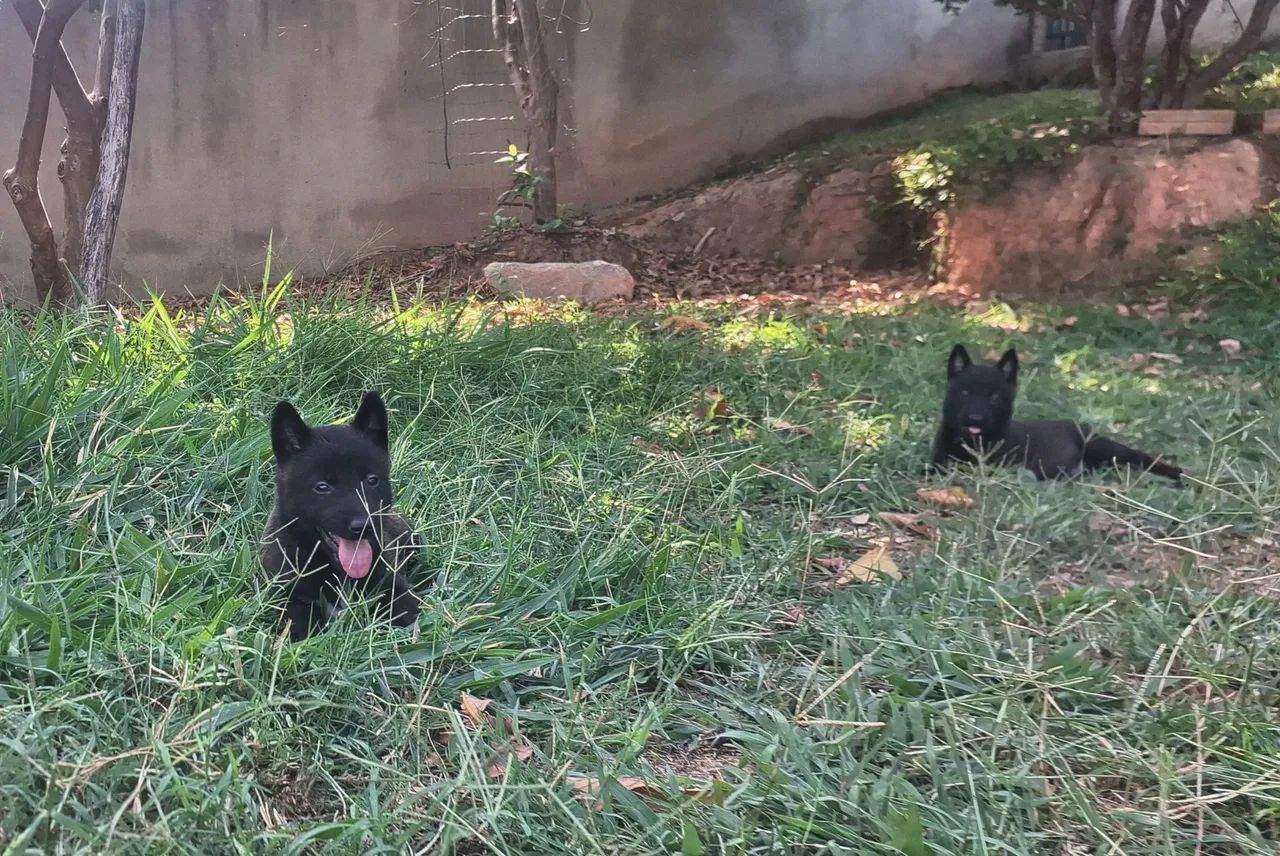 Pastor belga malinois  - Foto 2