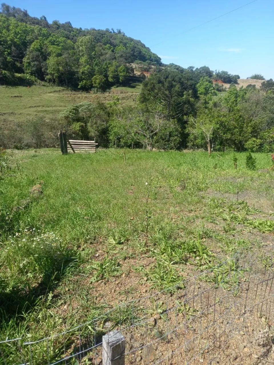 Propriedade Em Linha Putinga, Ipira - Sc. 12 Hectares Com Casa 3 Quartos - Foto 2