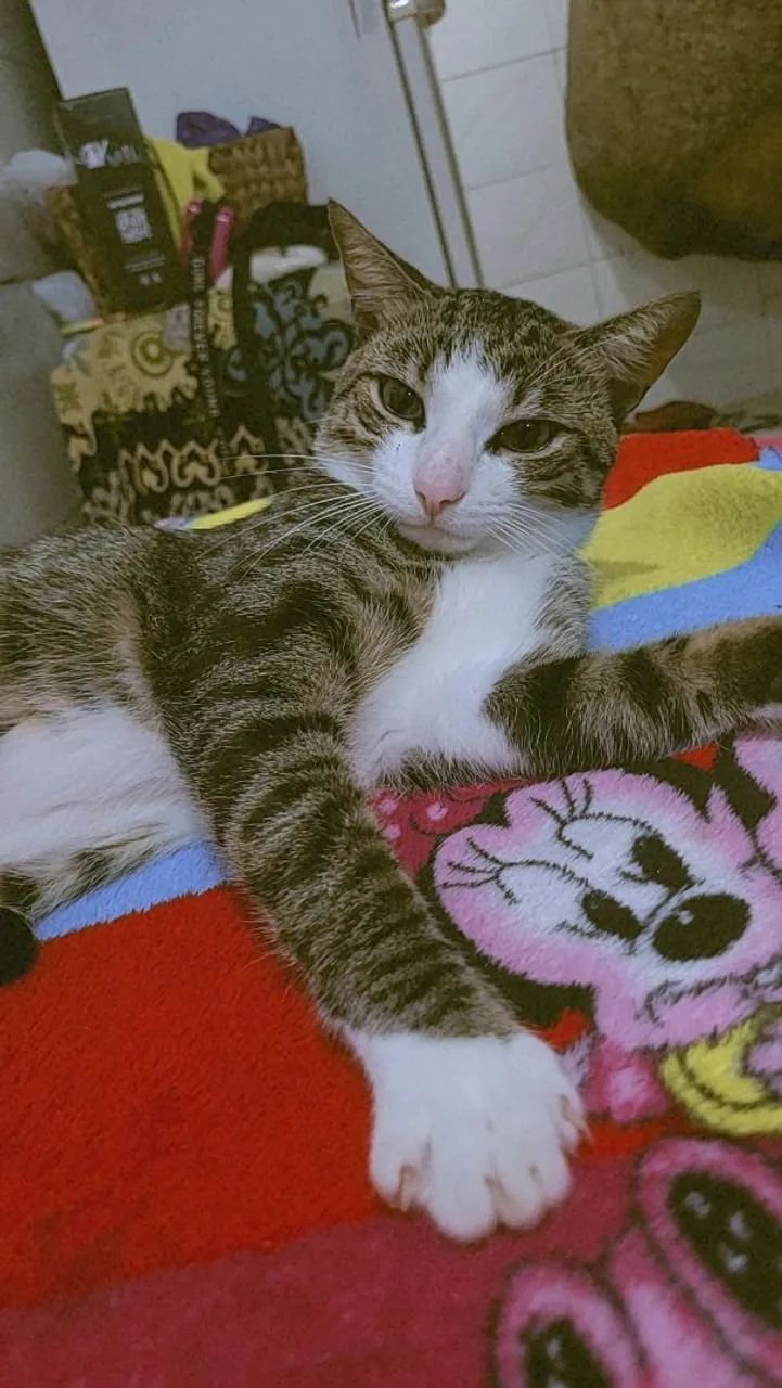 Doação.  Macho - Foto 5