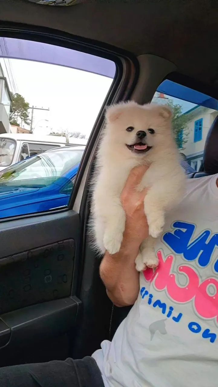 Spitz Alemão, machos! - Foto 4