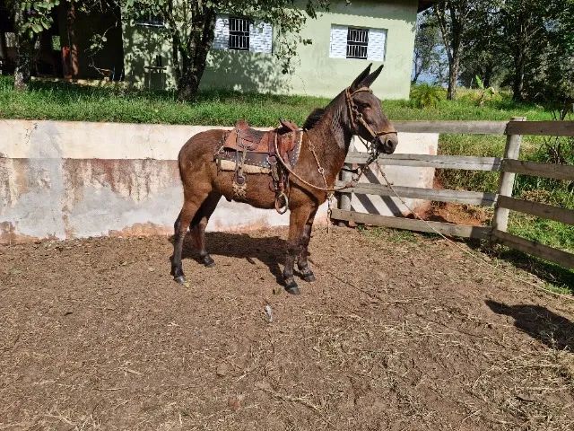 Burro  - Foto 2