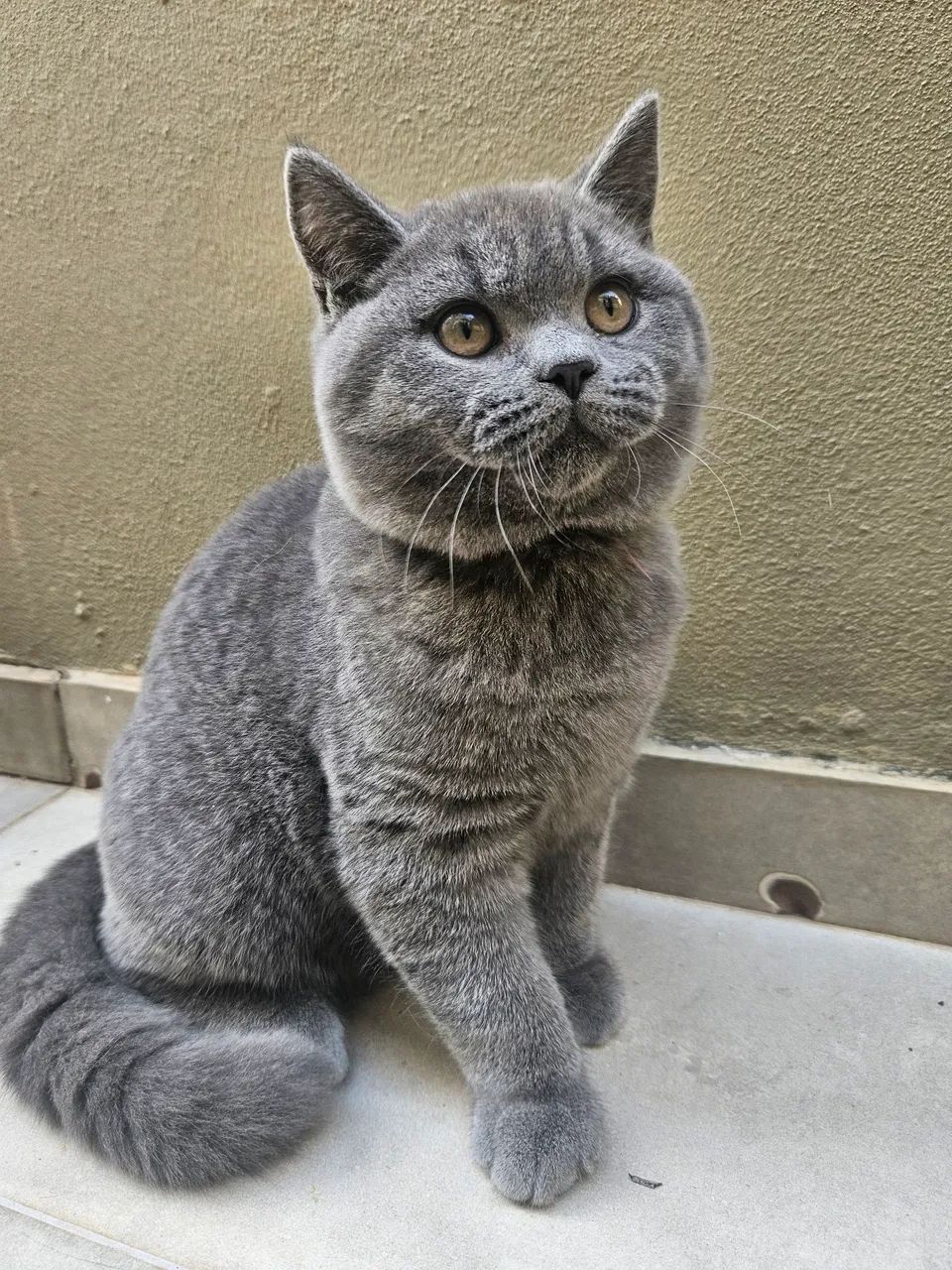 Filhote macho British shorthair (inglês pelo curto)