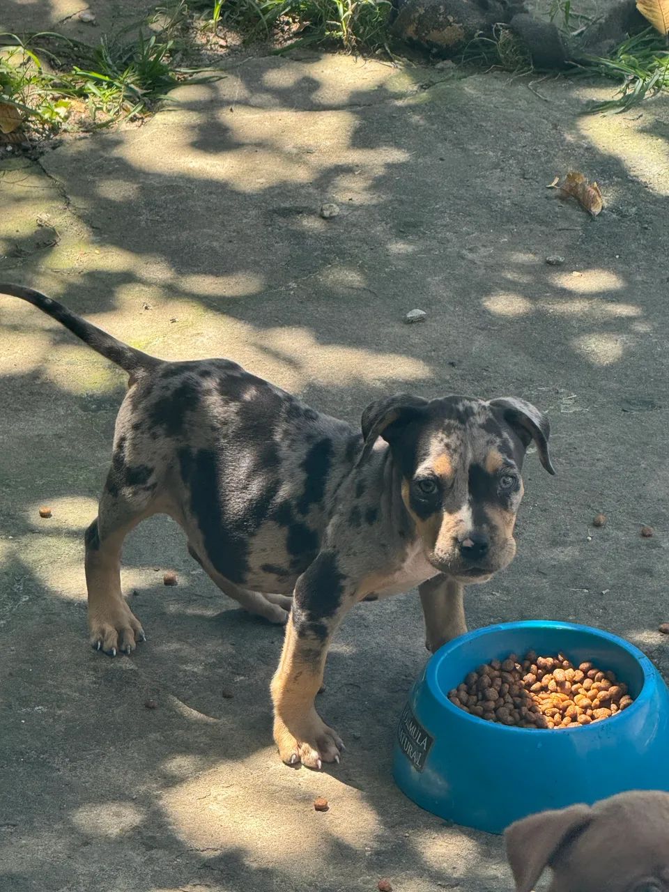 Pit monster tri black Merle  - Foto 2