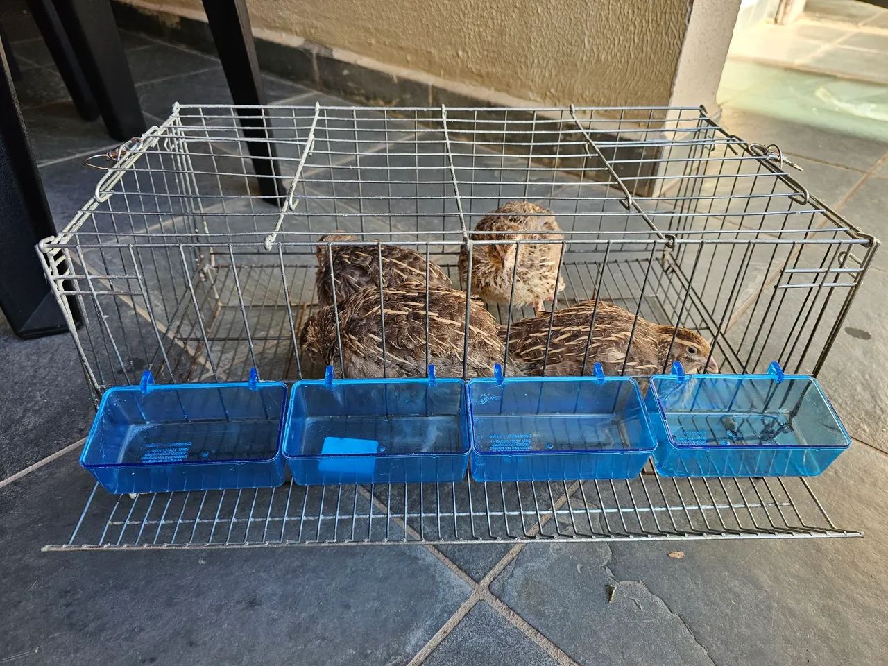 Gaiola para criação de codornas pra vender HOJE - Foto 2
