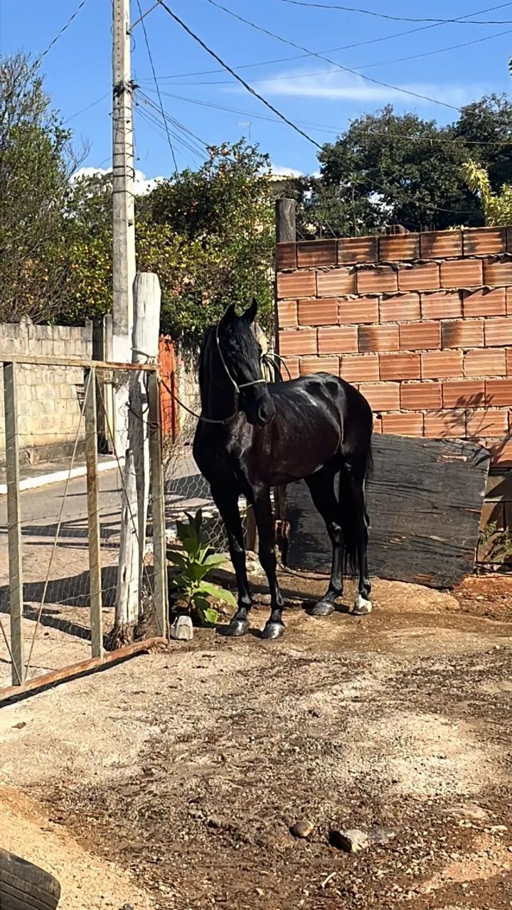 Cavalo - Foto 5