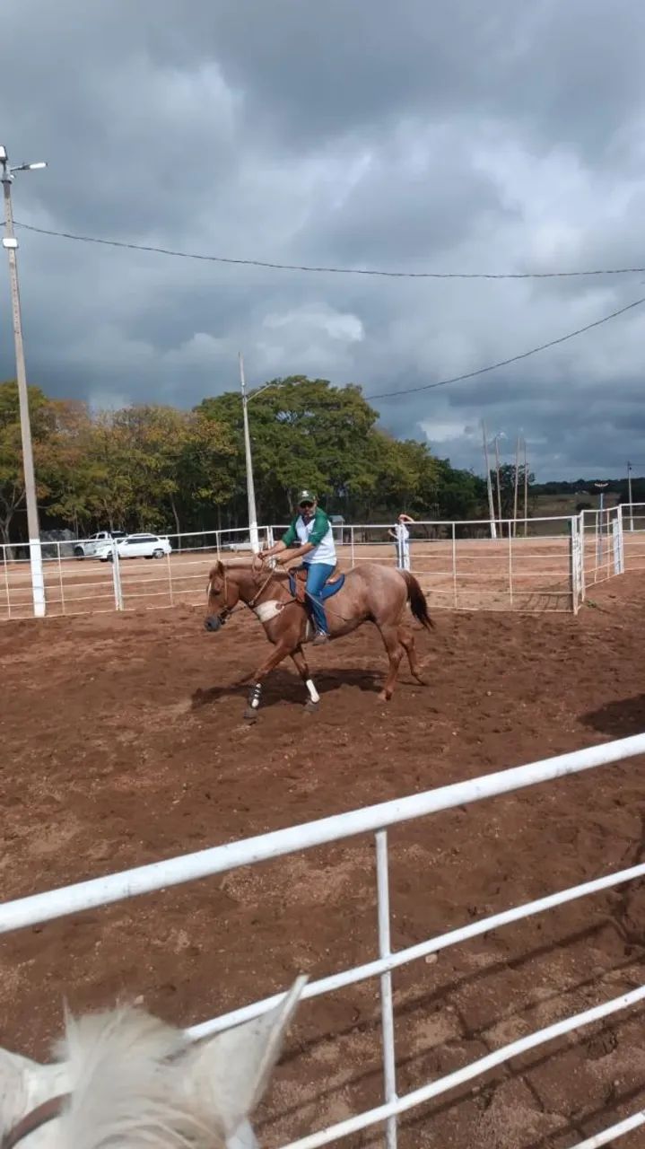 Cavalo quarto de milha campeão de esteira puro - Foto 3