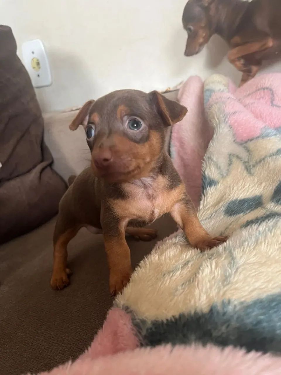 Cachorro  - Foto 2