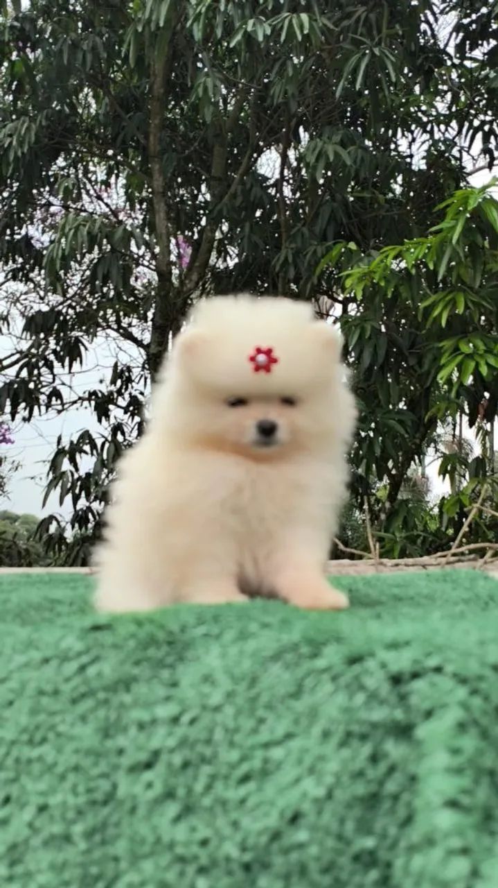 Filhotes de Spitz alemão  - Foto 4