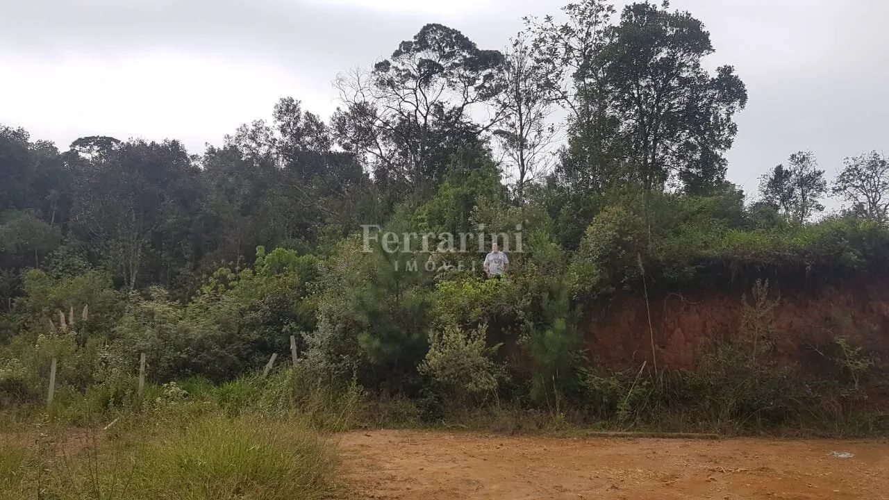 Terreno em Colombo - Foto 4