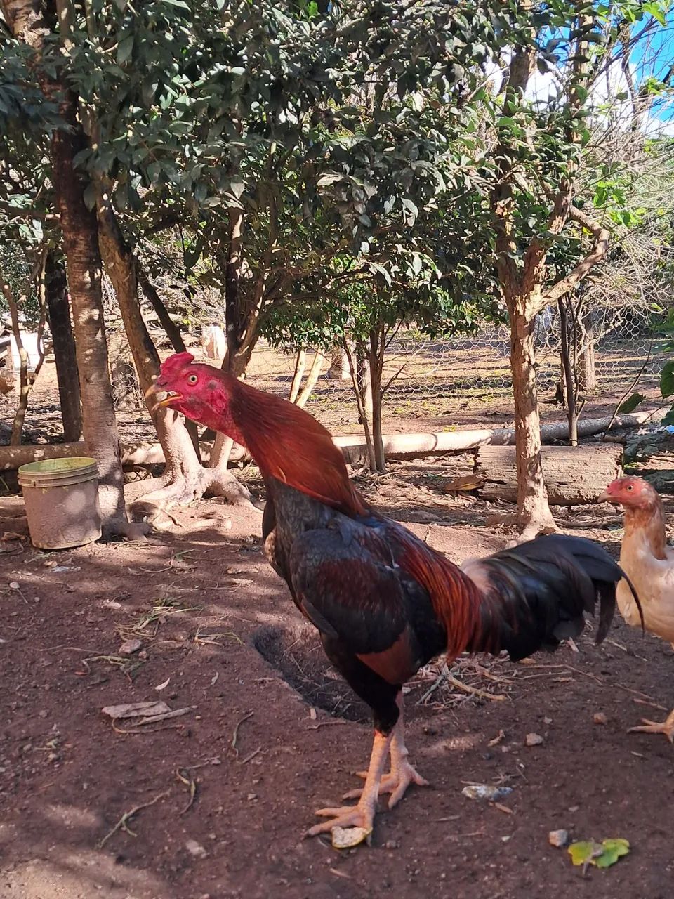 Galo Índio 