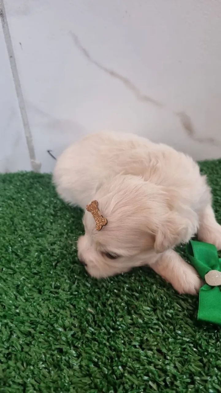 Poodle com Maltês  - Foto 4
