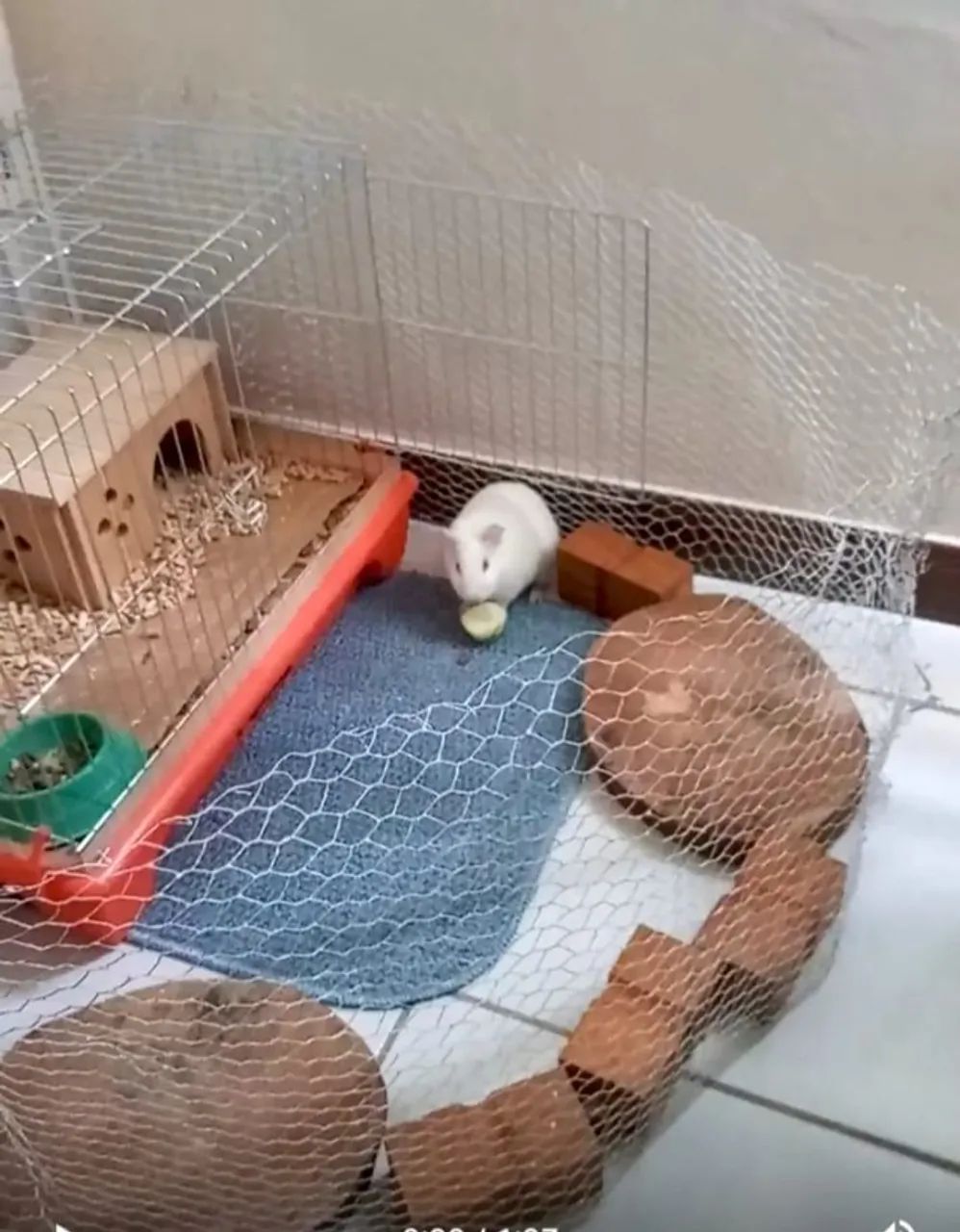 Gaiola Porquinho da Índia - Foto 2