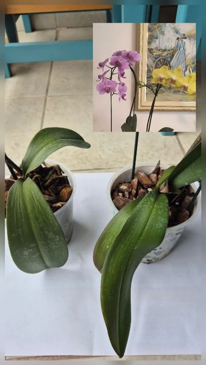 Orquídeas Phalaenopsis