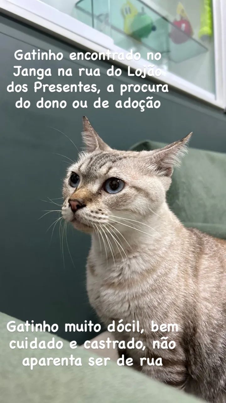 Gato encontrado no Janga, rua do Lojão dos Presentes