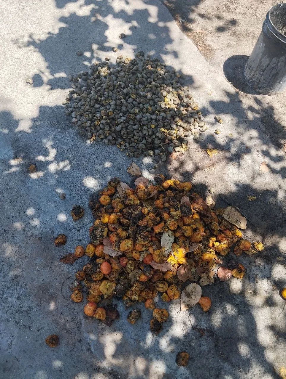 Castanha de caju 