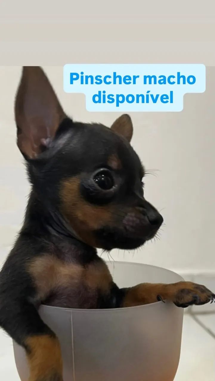 Pinscher 