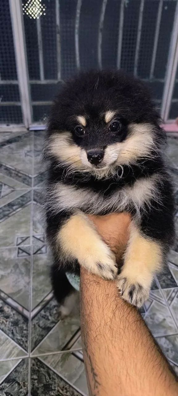 Vendo Spitz Alemão macho - Foto 4