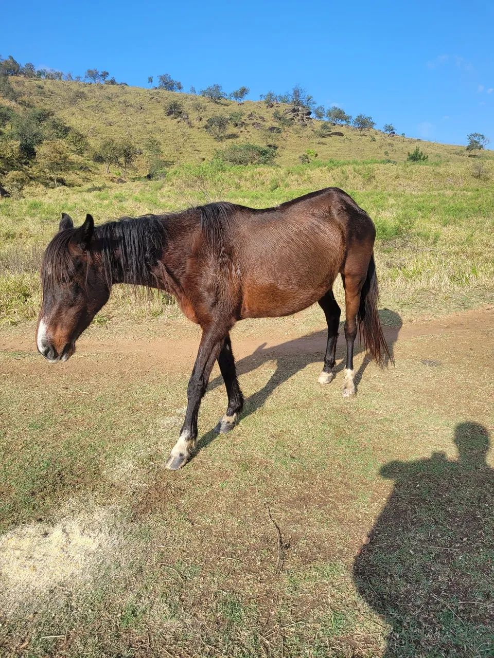Egua mangalarga preta  - Foto 5