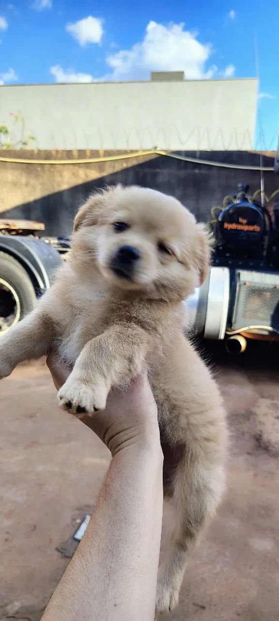 Cachorro filhote - Foto 3